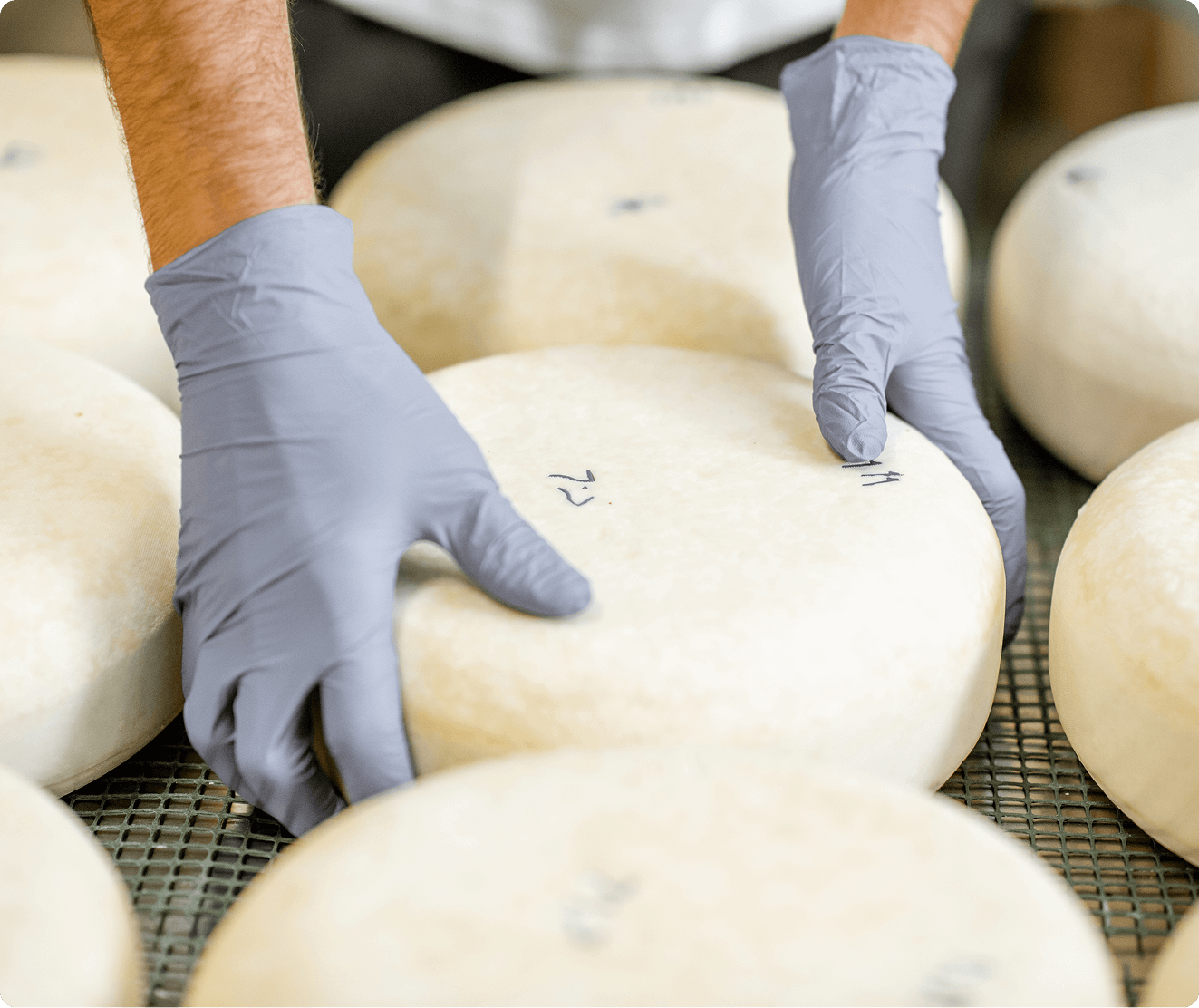 GettyImages-1306438018 (2) Person wearing gray gloves handling large round cheese wheels on a metal rack.