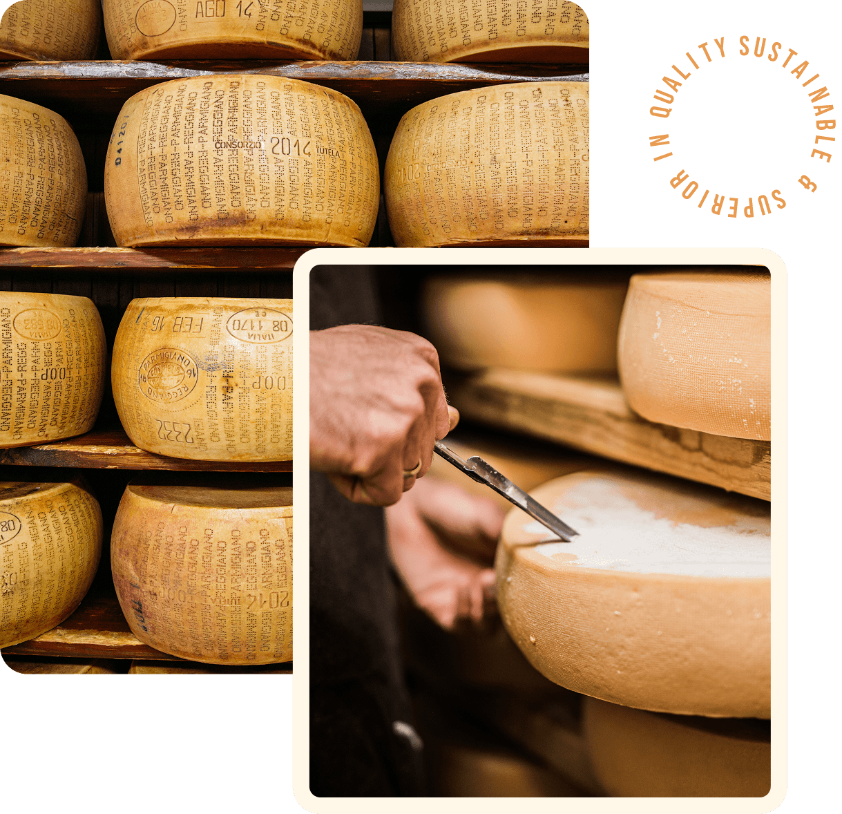 Rows of cheese wheels stacked on shelves; close-up of a person cutting into a cheese wheel with a sharp tool. Text overlay reads "Superior in Quality Sustainable.
